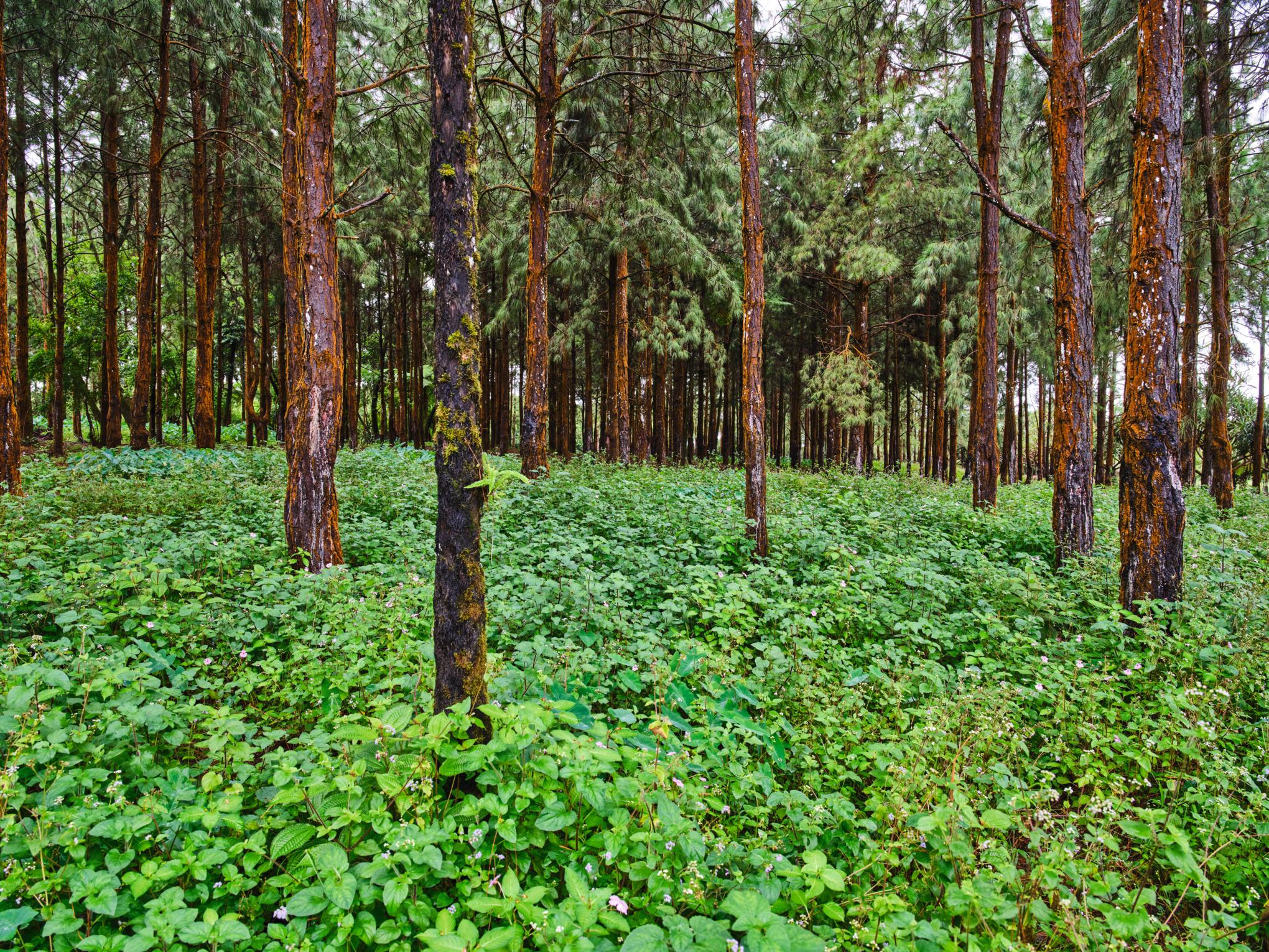 Pine forest