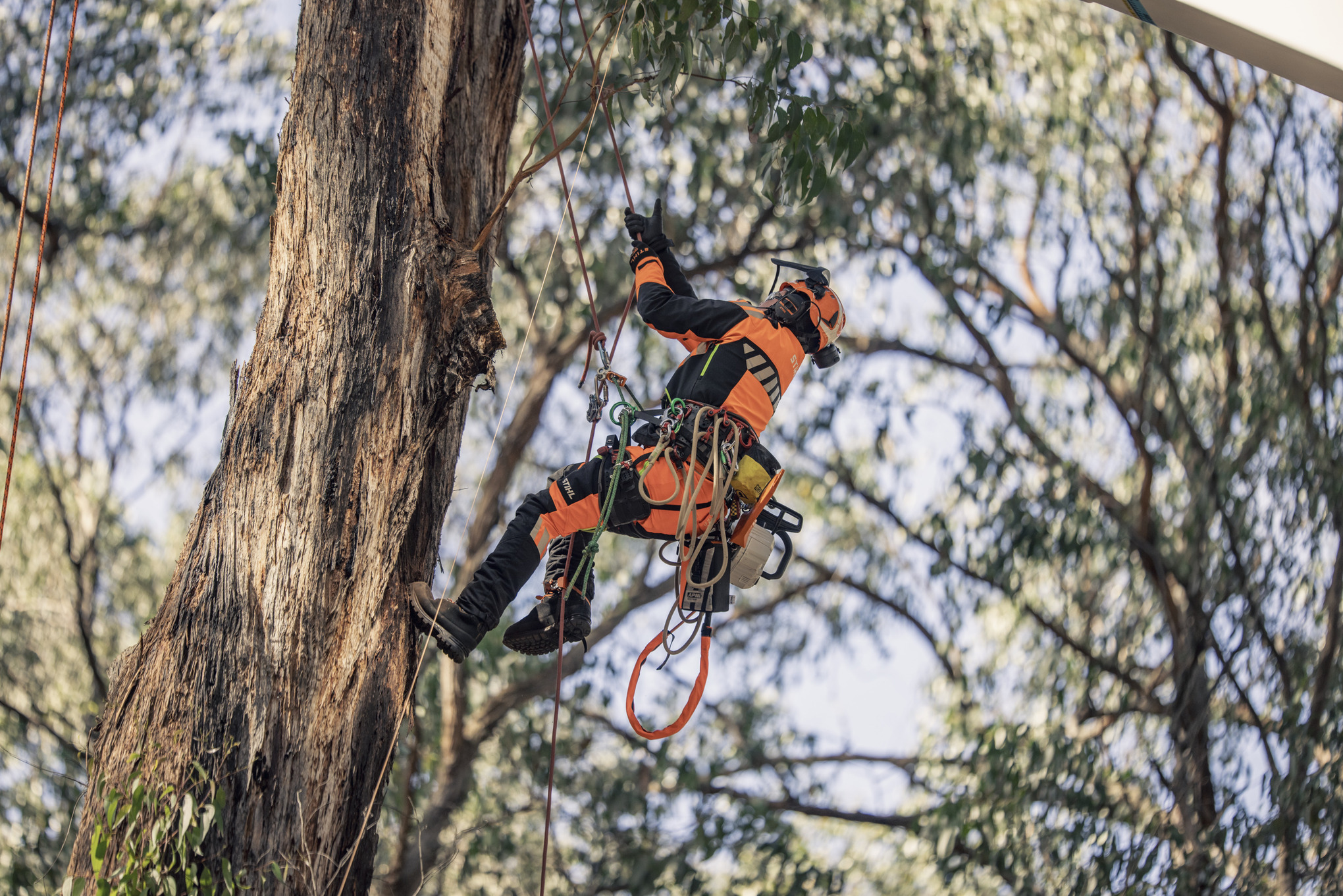 Arborist & Landscaping / Garden Contractors