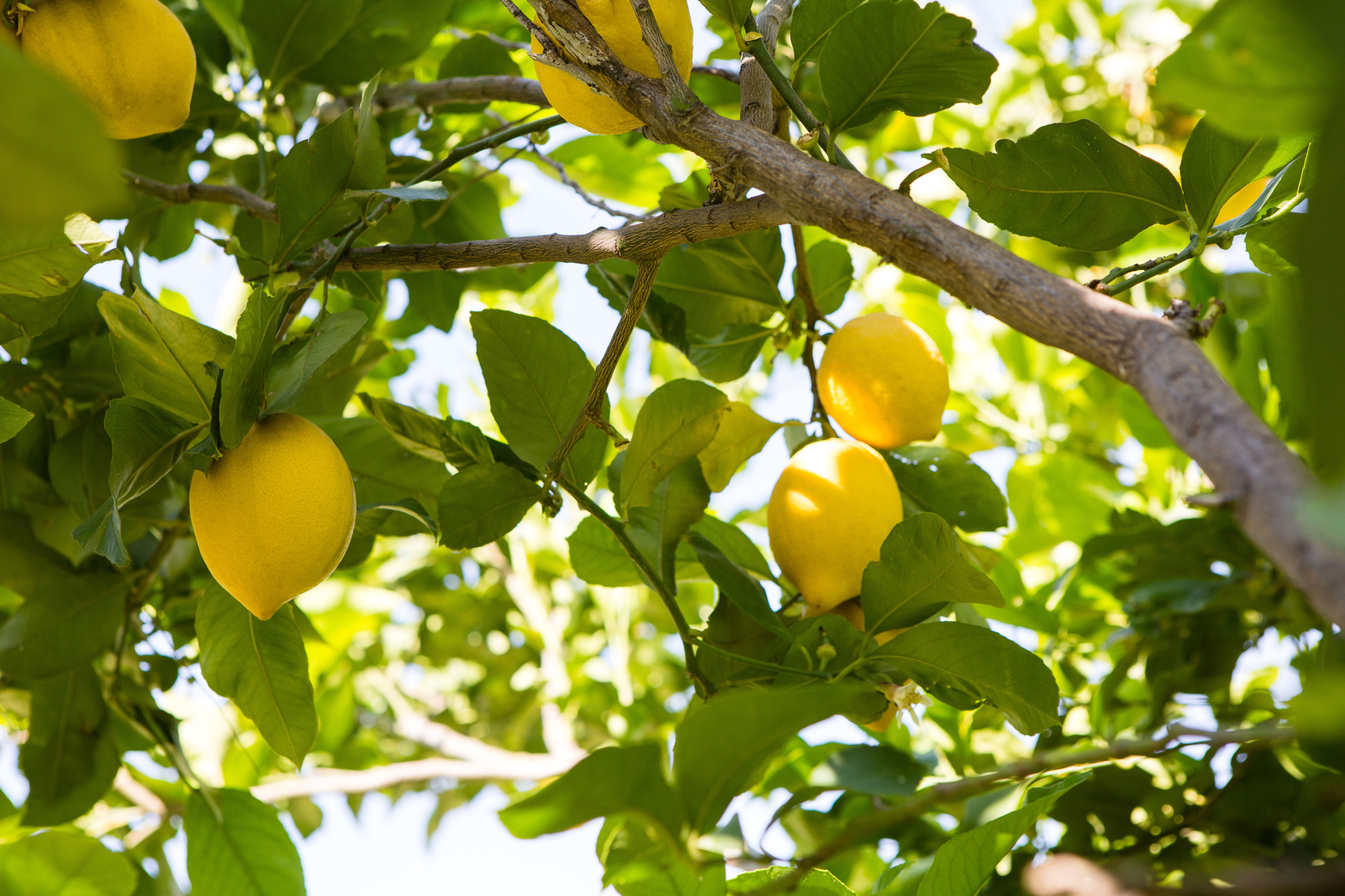 Lemons on a tree