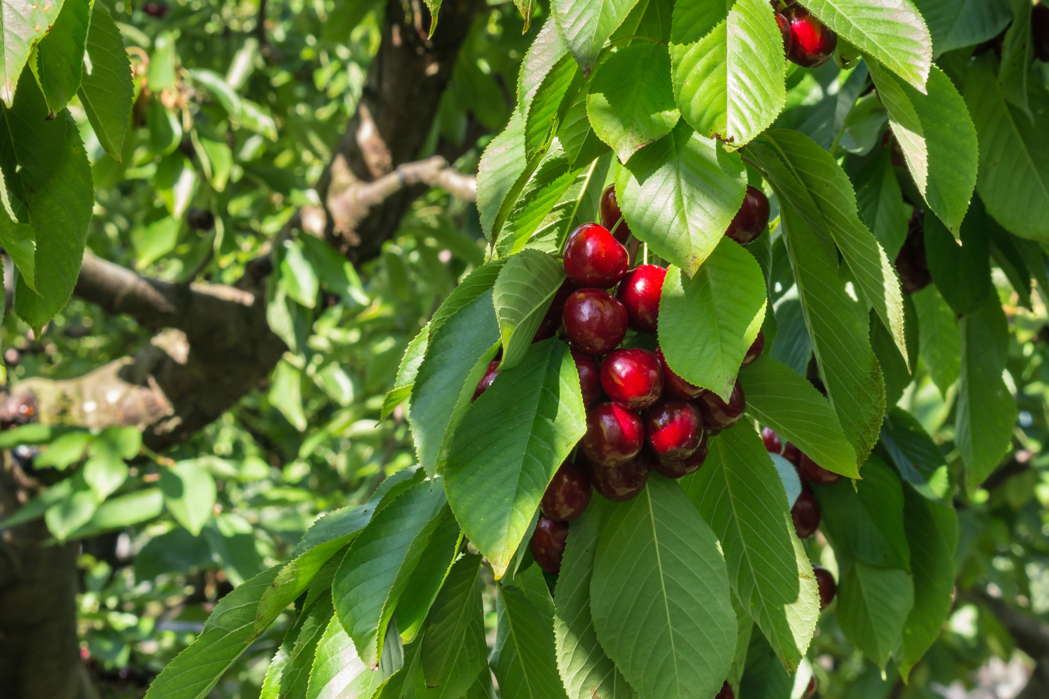 Cherries on a branch