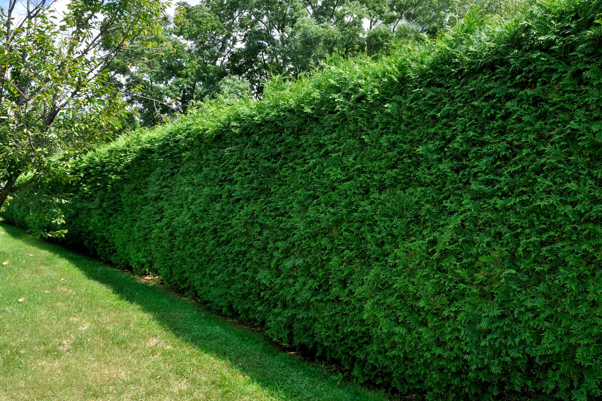 Yew hedge beside a lawn