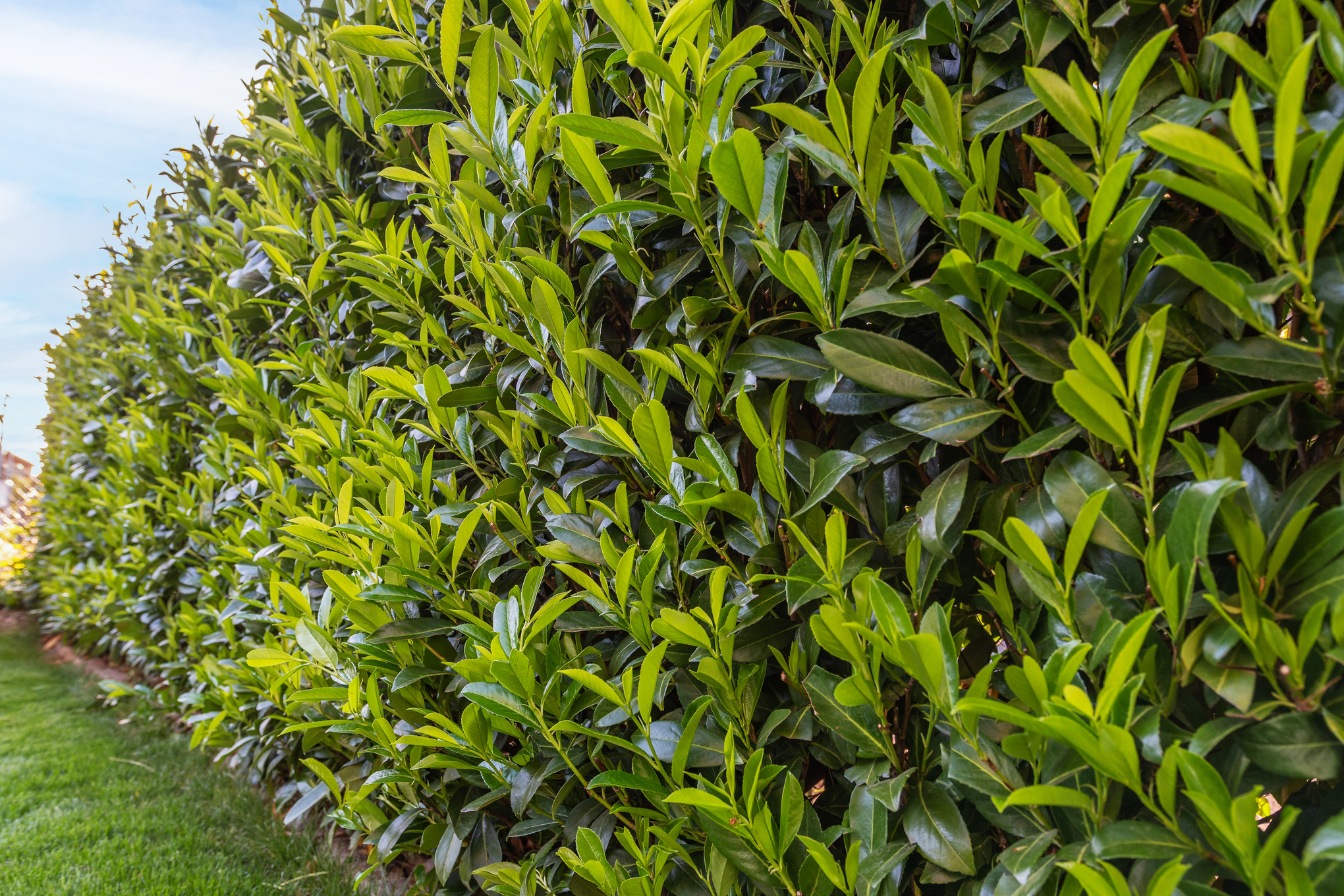 Cherry laurel hedge beside a lawn