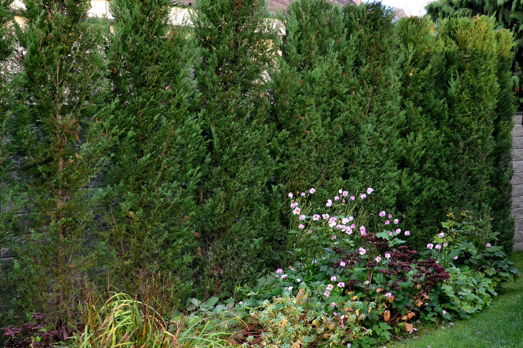 Cypress hedge on a garden plot
