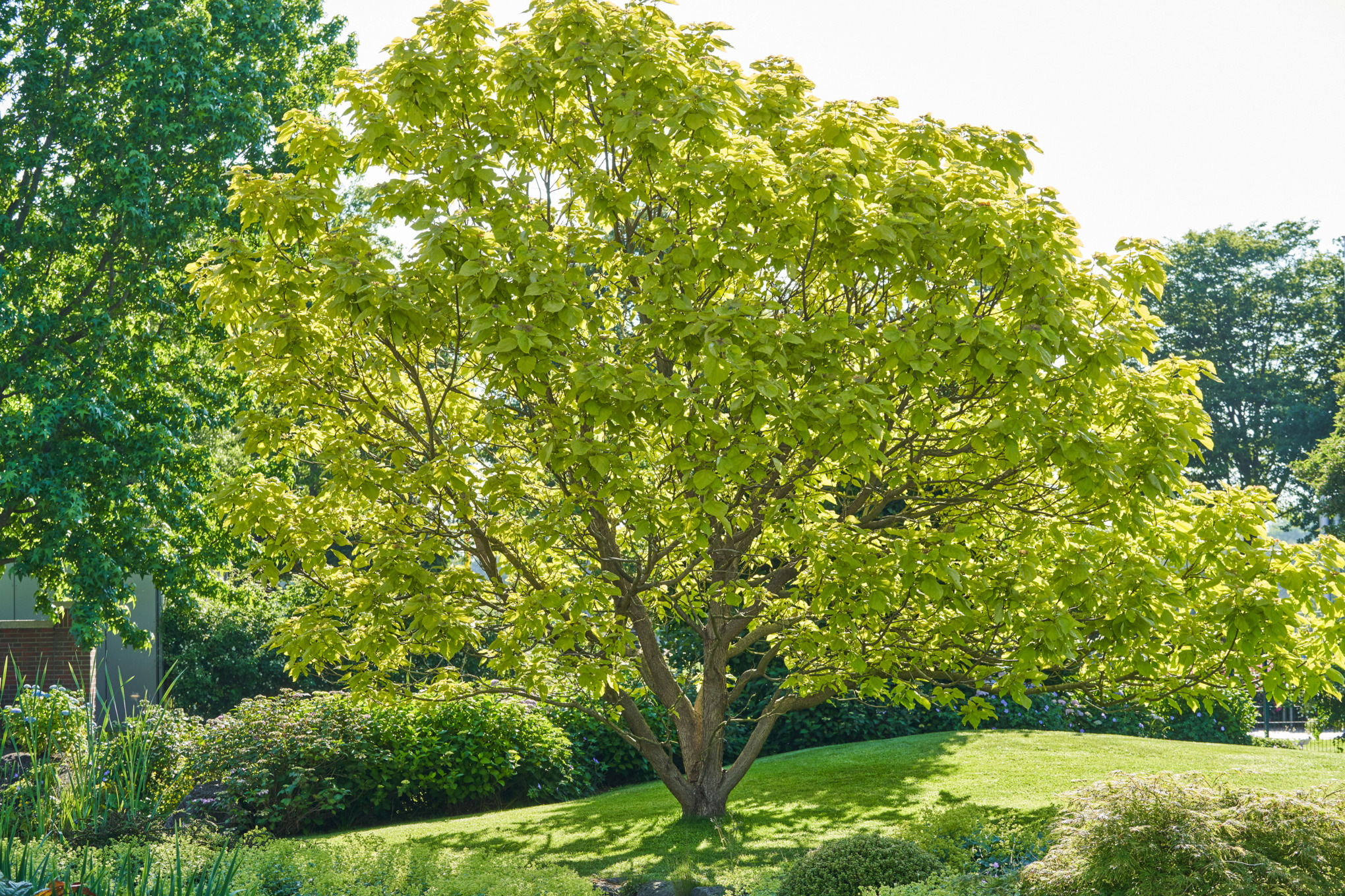 A green tree in the garden