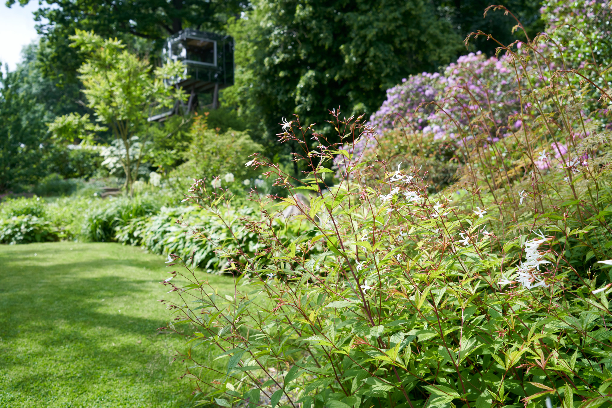Sloping garden with Bowman’s root