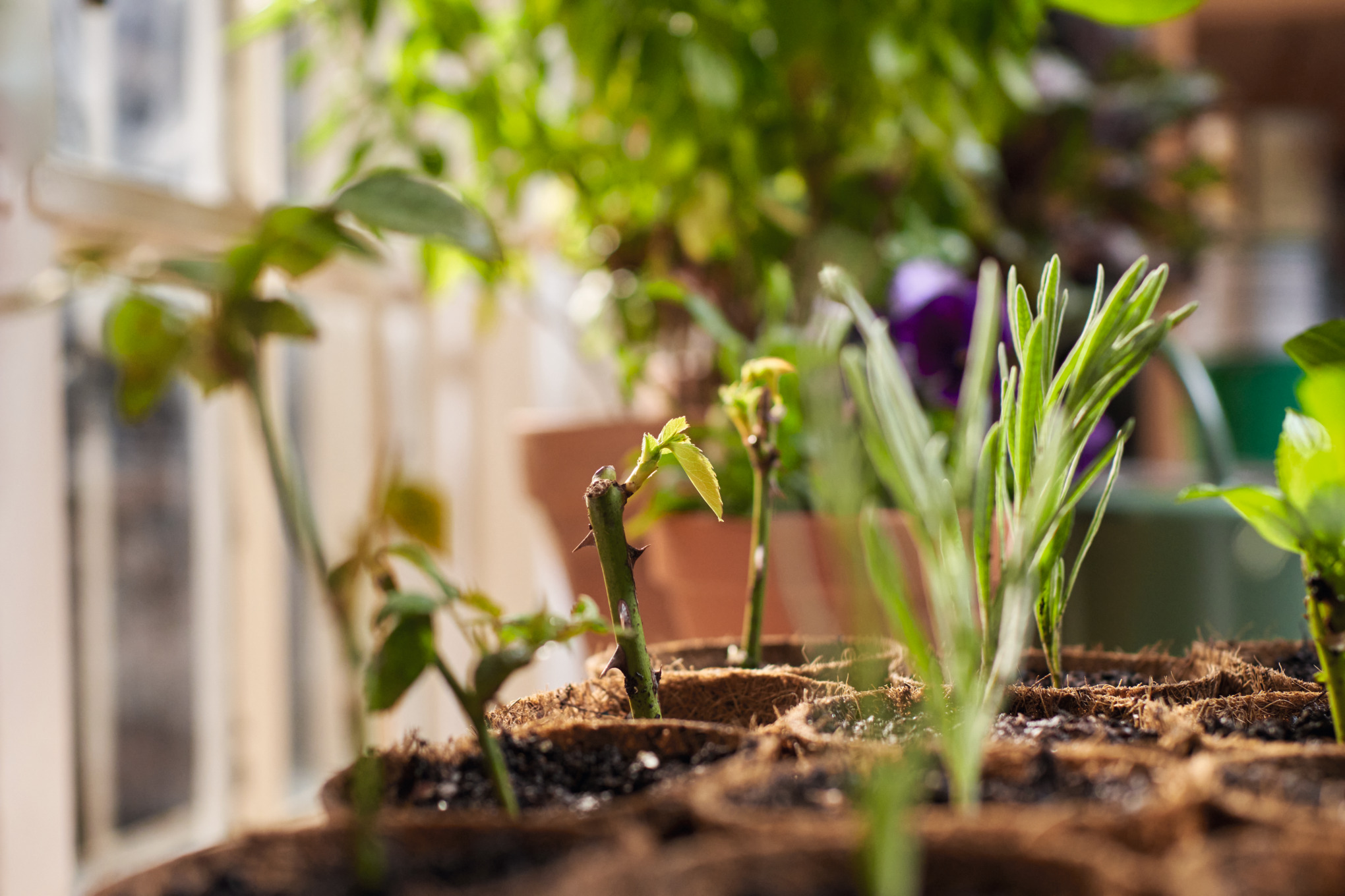Plant stem cuttings in pots with soil 