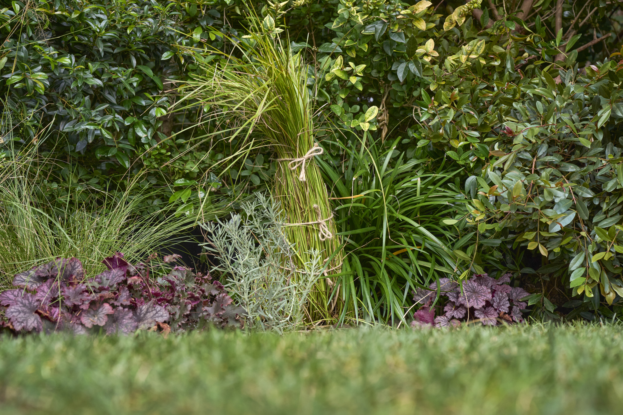 A garden scene with trees and bushes
