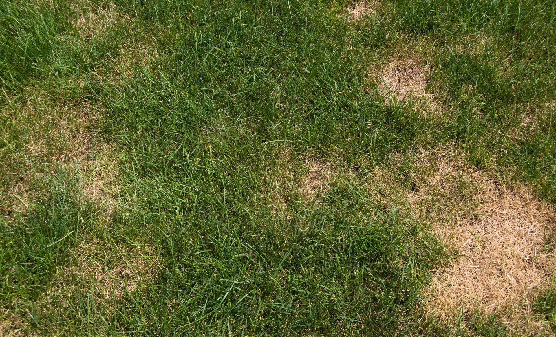 To renew the lawn, a woman scrapes weeds out of the ground with a rake. 