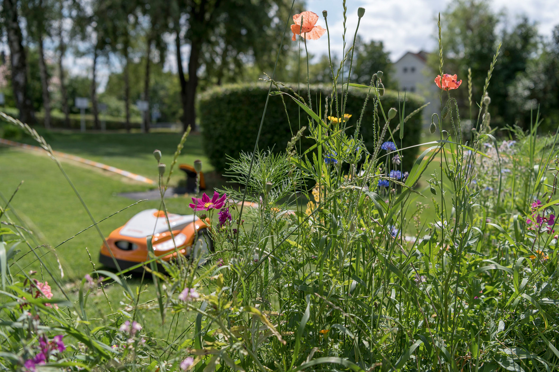 Red poppies, cornflowers and other wild flowers; in the background, a STIHL iMOW® robotic mower with charging station in a garden
