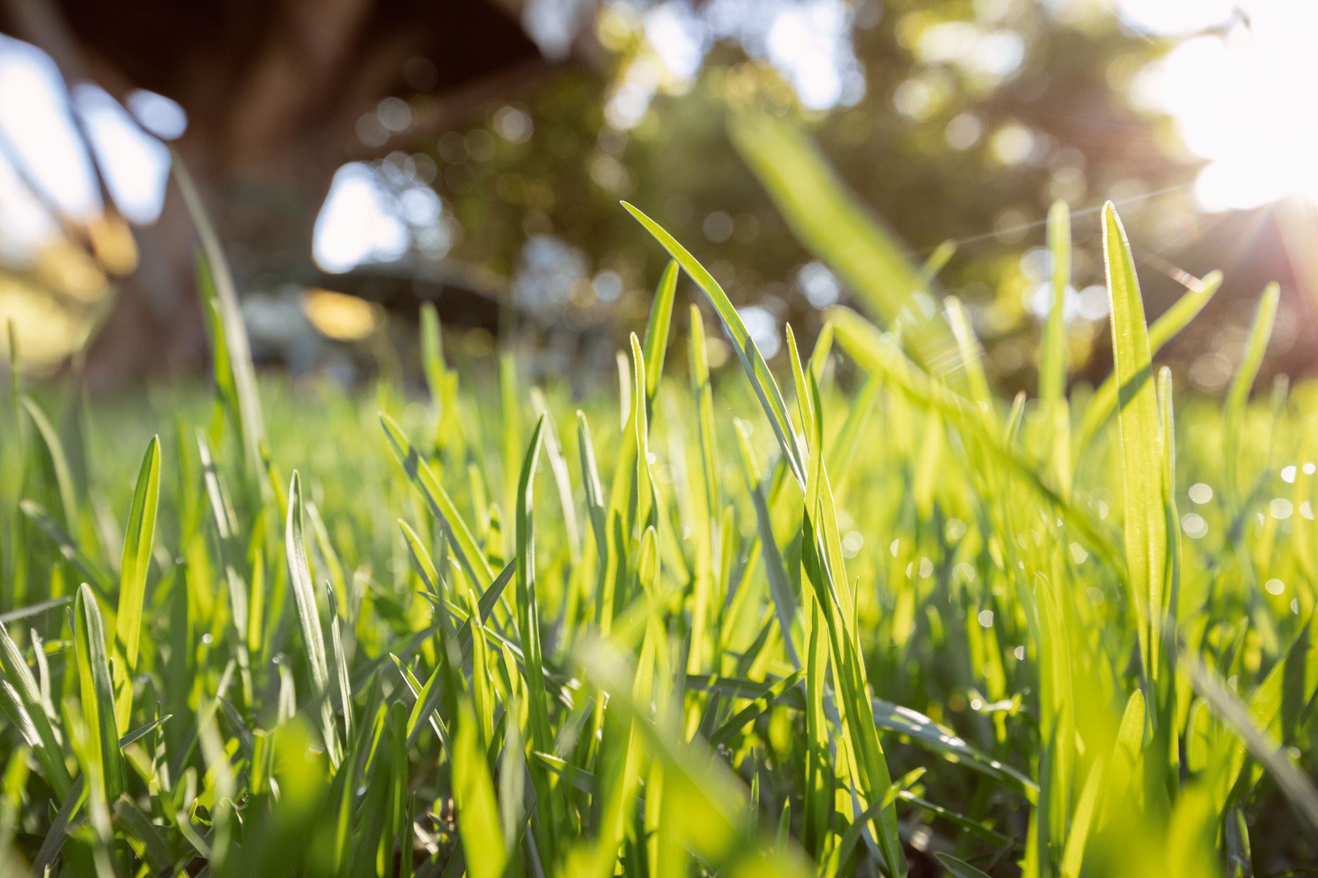 Creating a healthy, green lawn