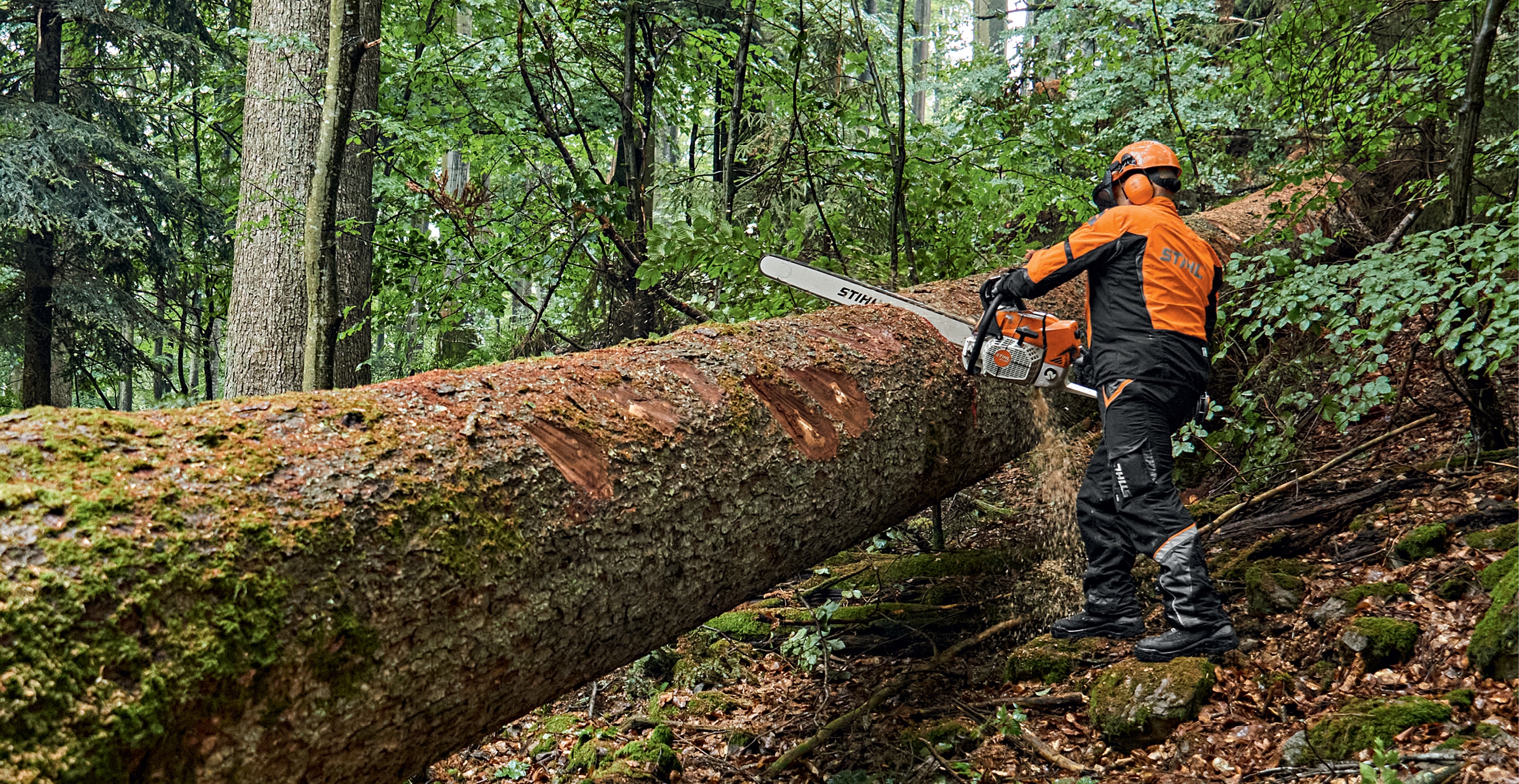 an lumberjack is cutting a giant tree with MS 881 STIHL Chainsaw