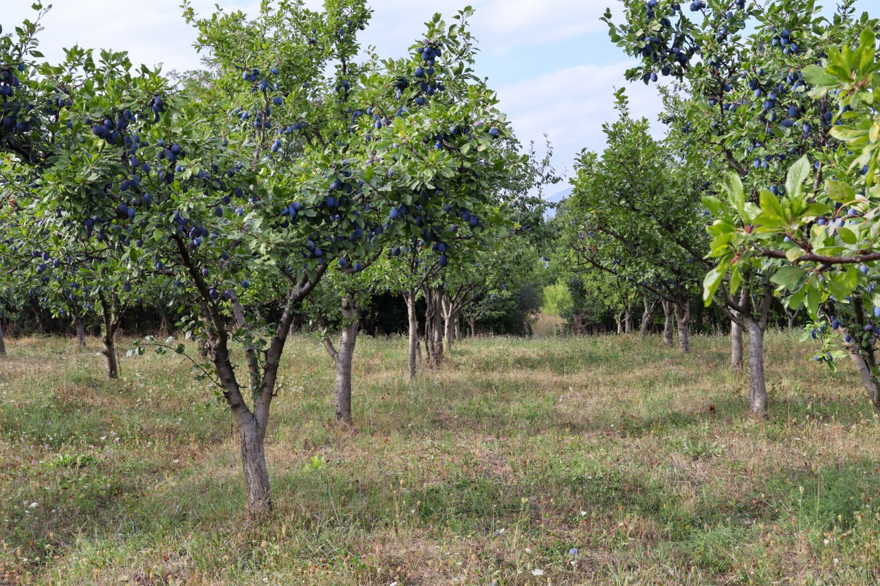 Plum trees